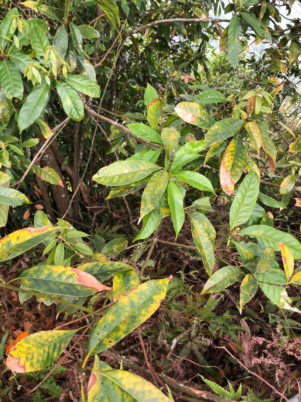 Lithocarpus brevicaudatus — search result for 'Lithocarpus'