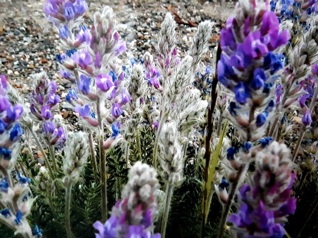 Oxytropis splendens flower