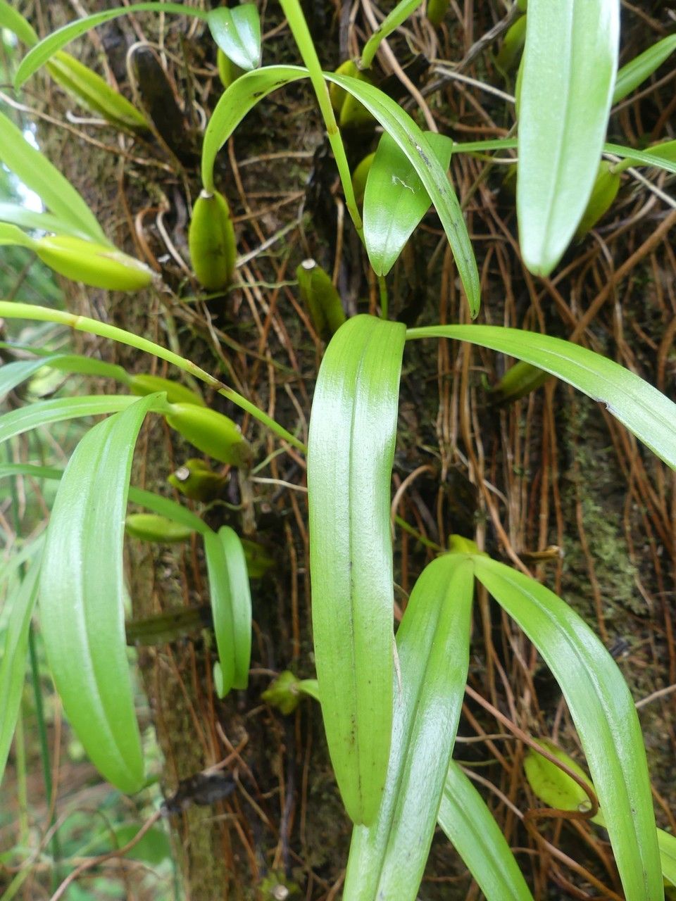 Bulbophyllum clavatum — houseplant care guide