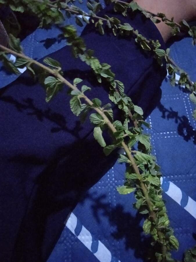 Turnera calyptrocarpa leaf