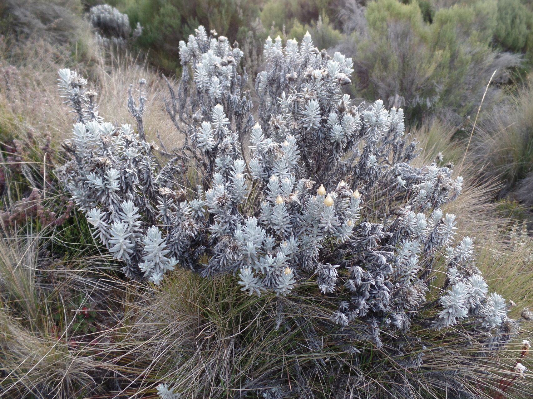 Helichrysum newii habit