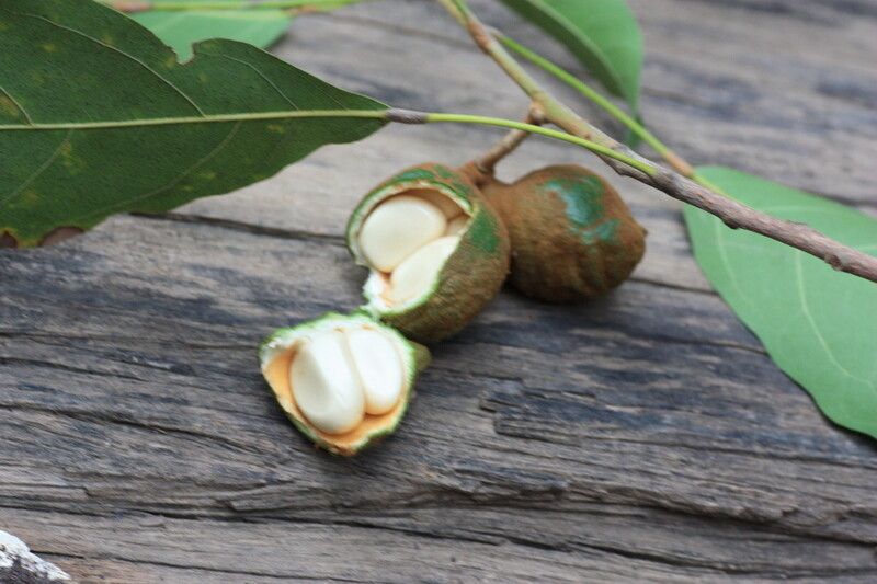 Cola laurifolia fruit
