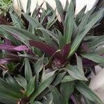 Tradescantia spathacea