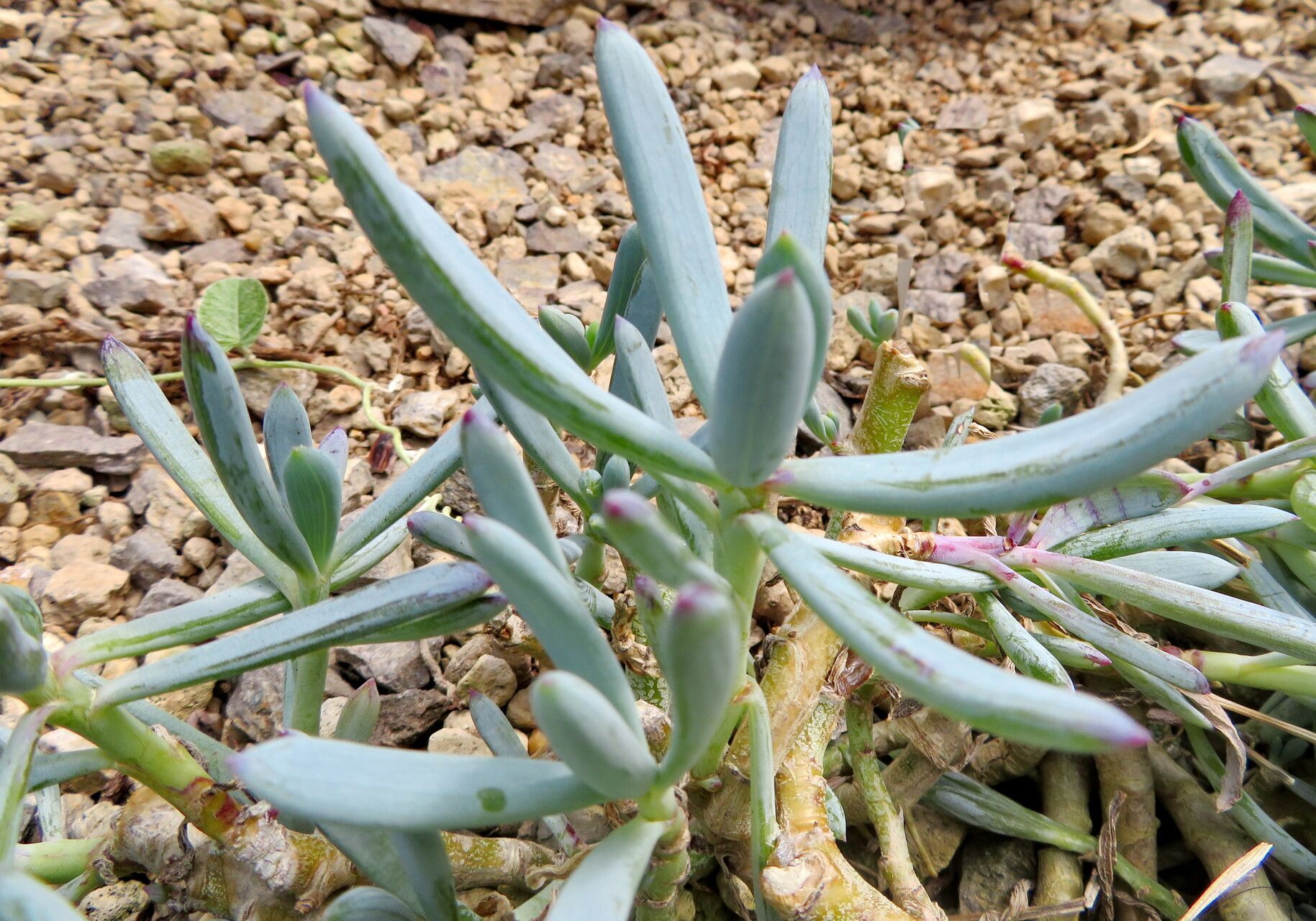 Curio repens — search result for 'Curio'