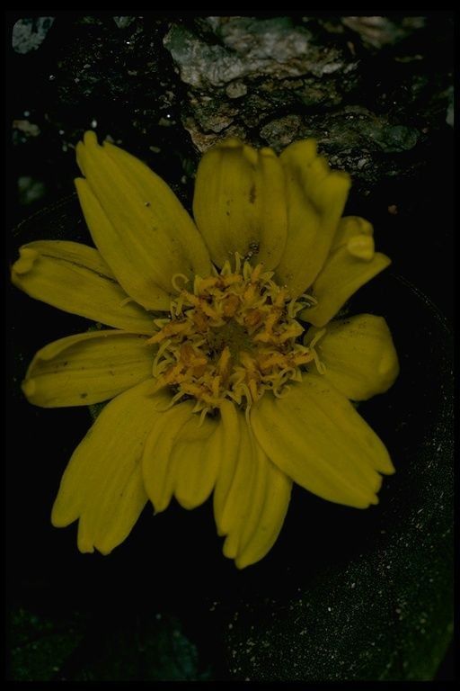 Agnorhiza bolanderi — houseplant care guide