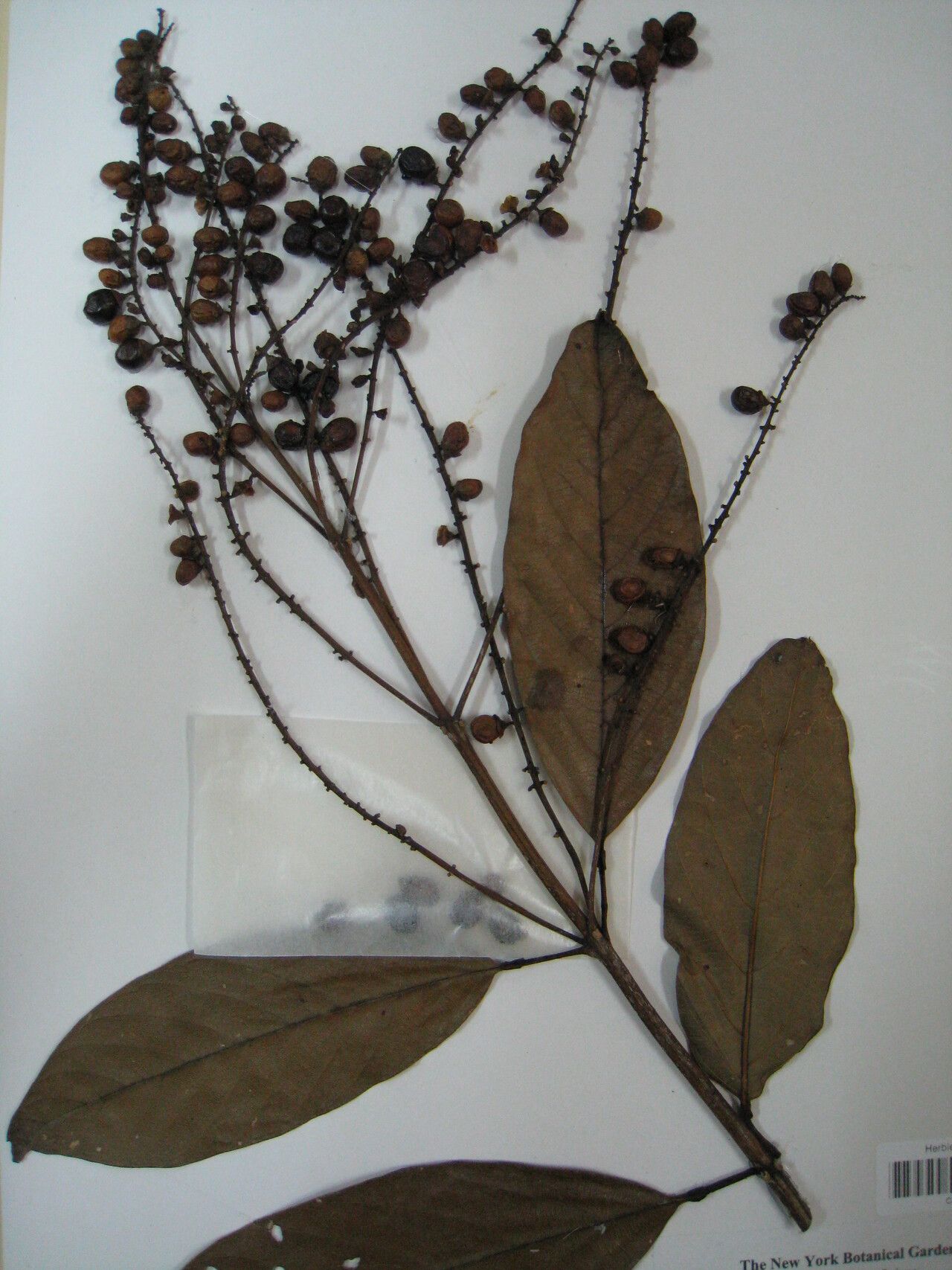 Citharexylum macrophyllum other