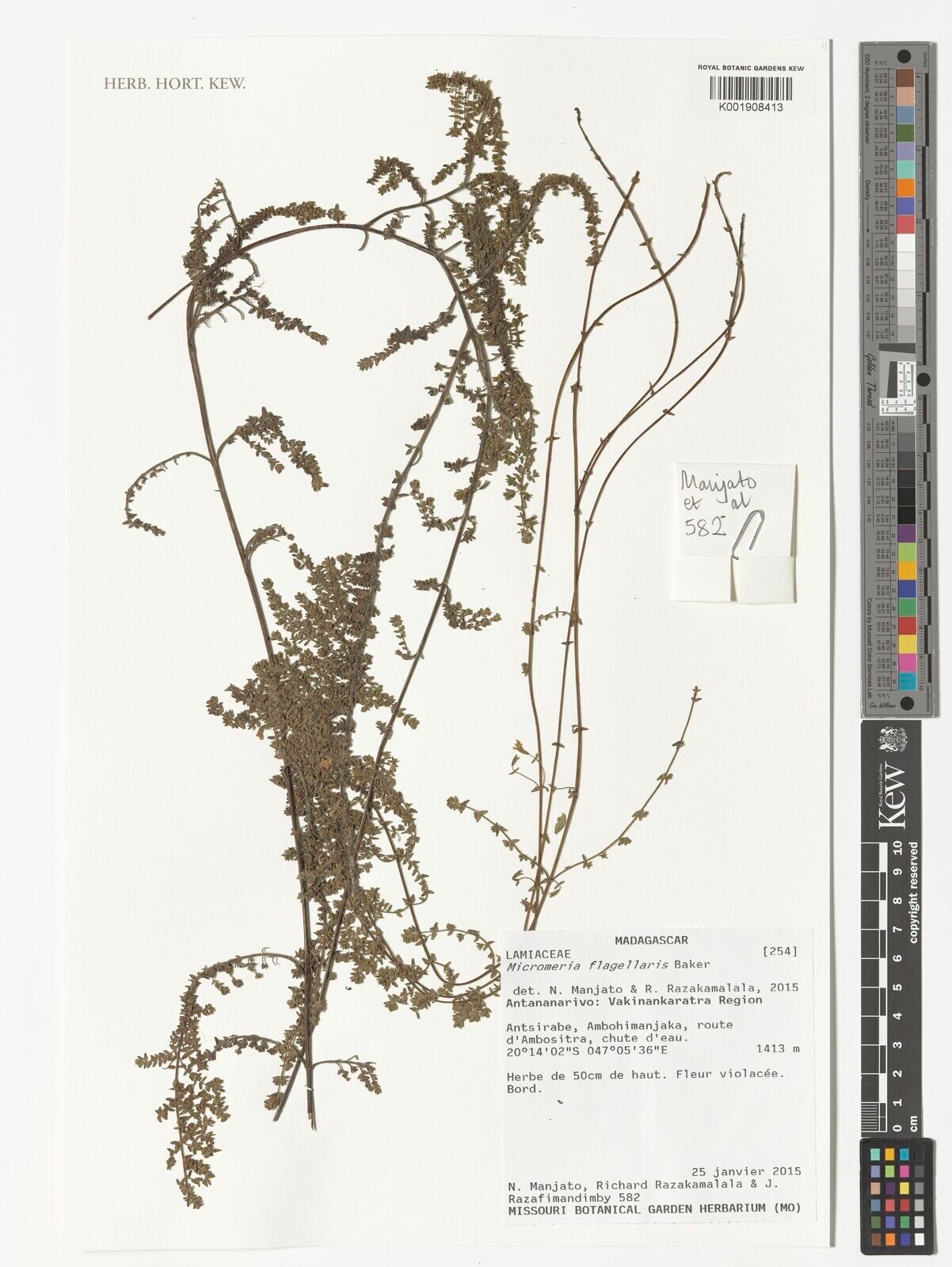 Micromeria flagellaris — houseplant care guide