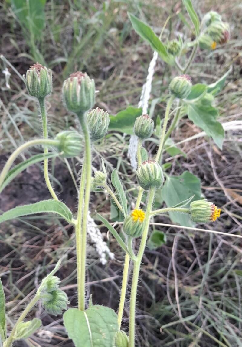 Simsia dombeyana flower
