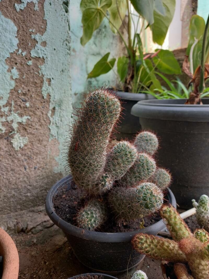 Cochemiea grahamii leaf