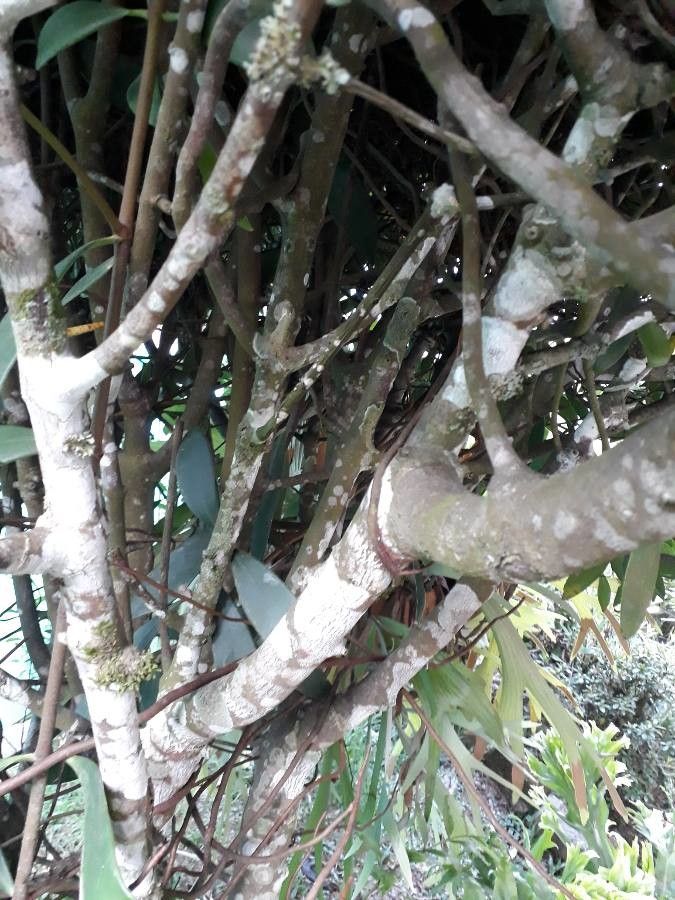 Clusia orthoneura bark