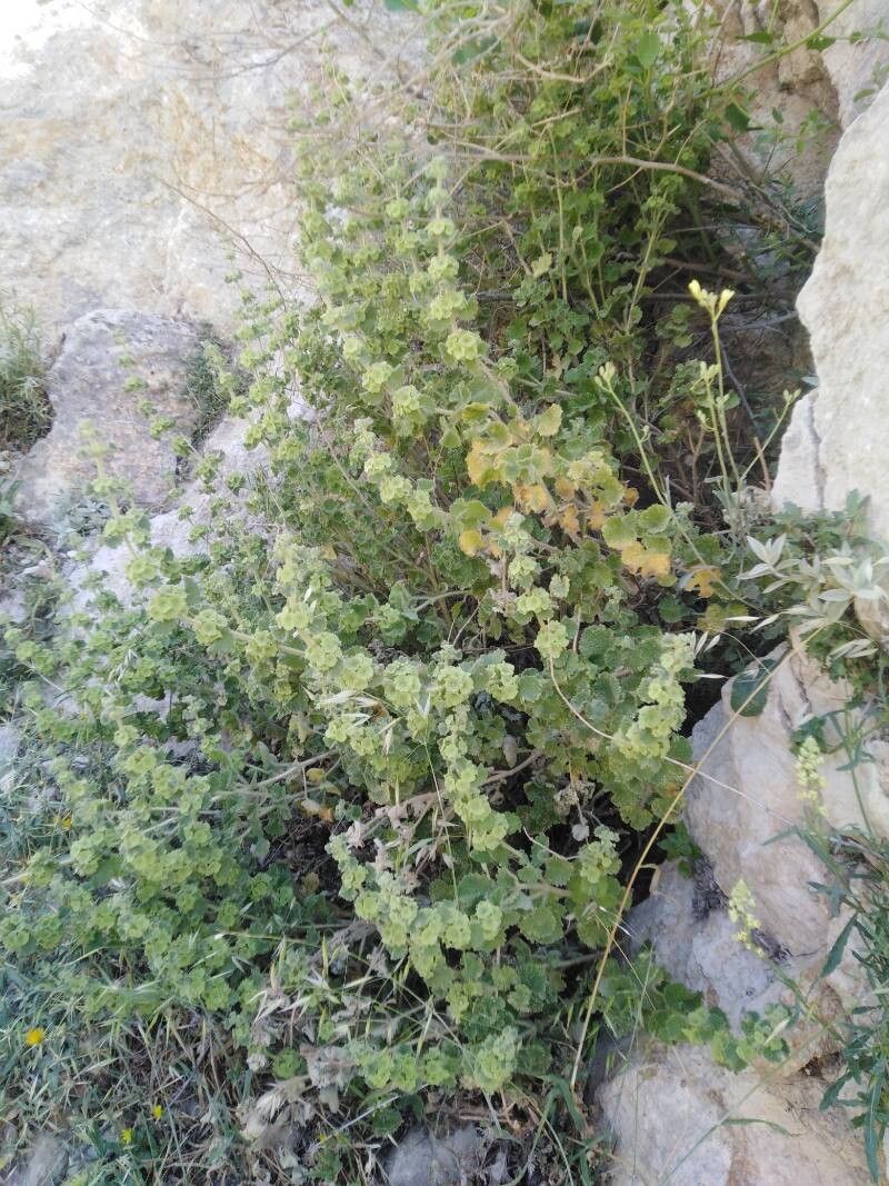 Pseudodictamnus hirsutus flower