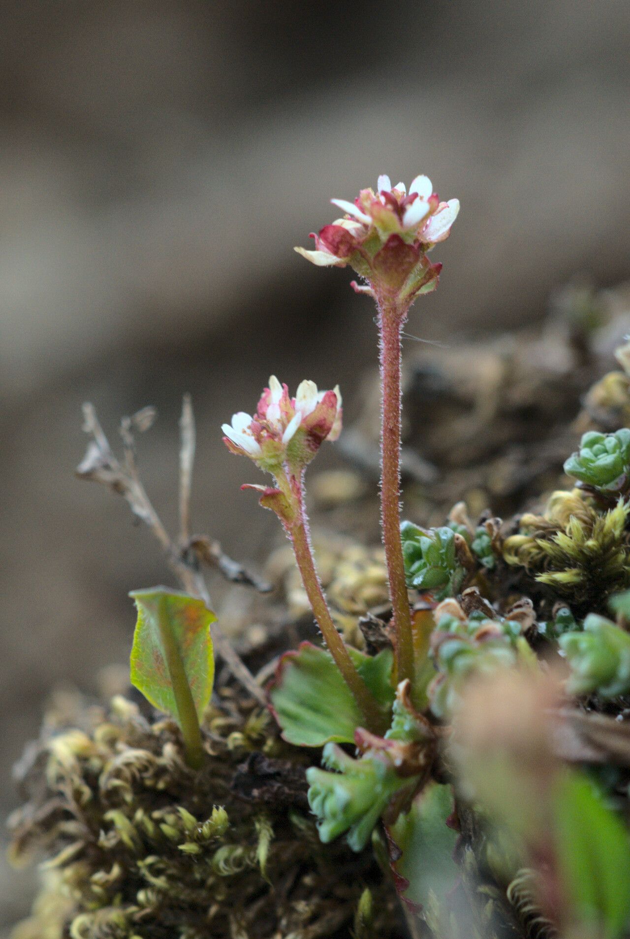 Micranthes tenuis habit