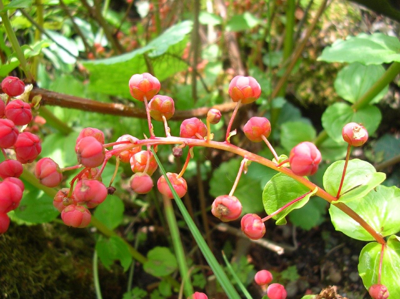 Coriaria napalensis — related species from the same genus