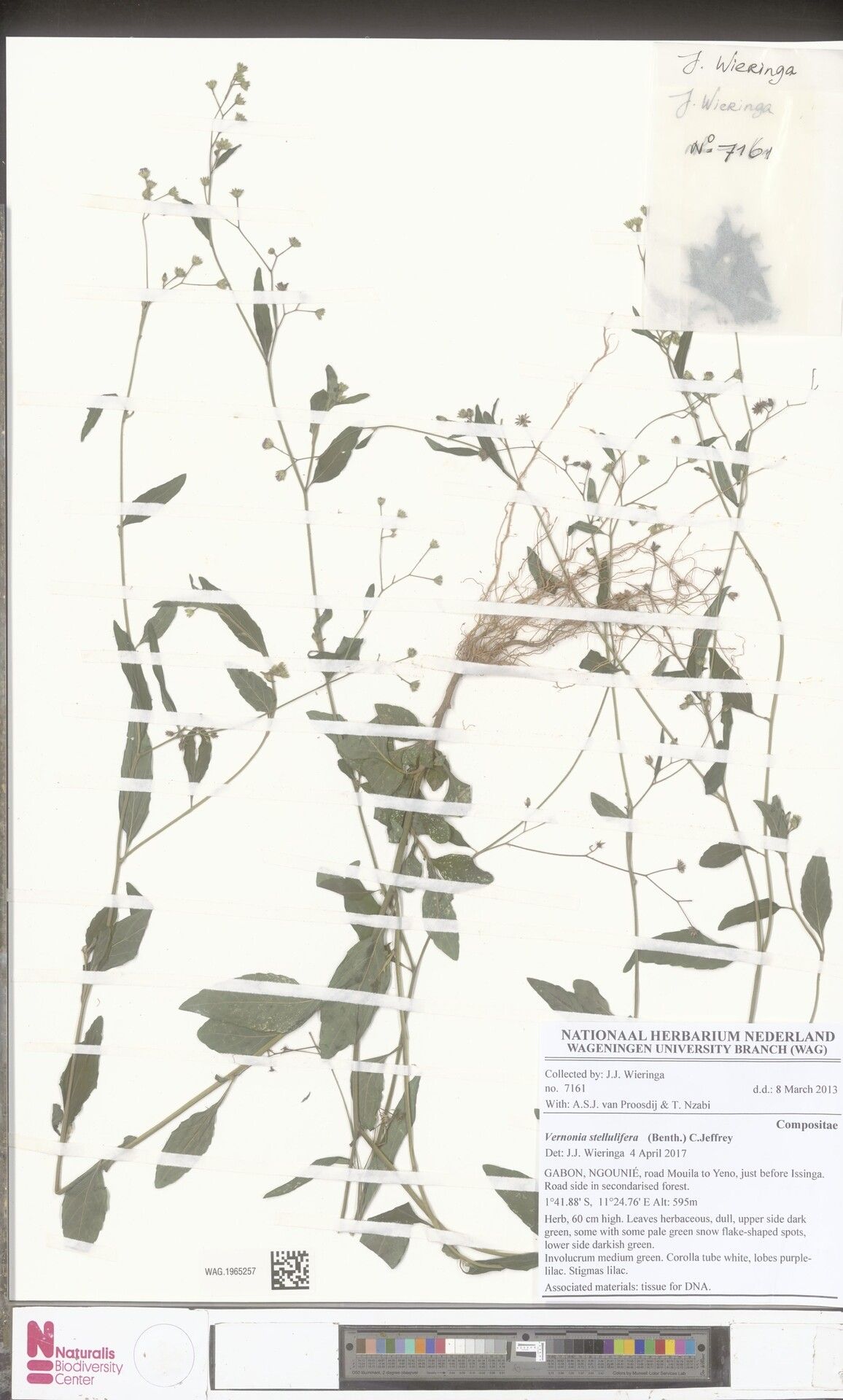 Cyanthillium stelluliferum — related species from the same genus