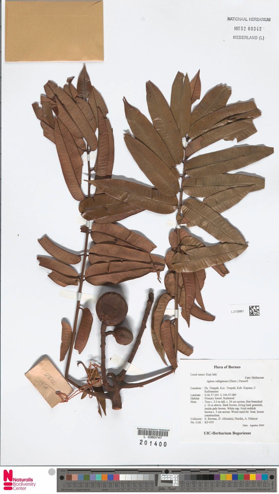 Aglaia rubiginosa — houseplant care guide