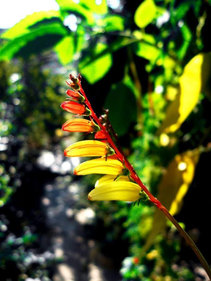 Ipomoea lobata fruit