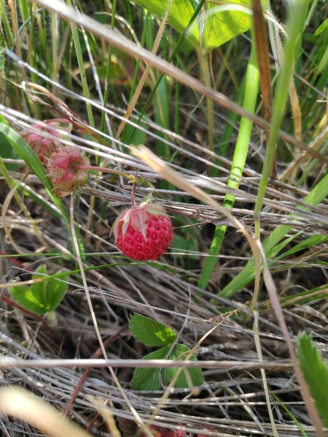 Fragaria viridis fruit