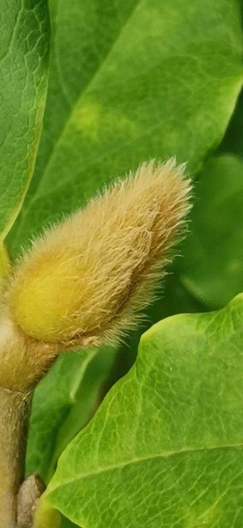 Magnolia sinostellata other