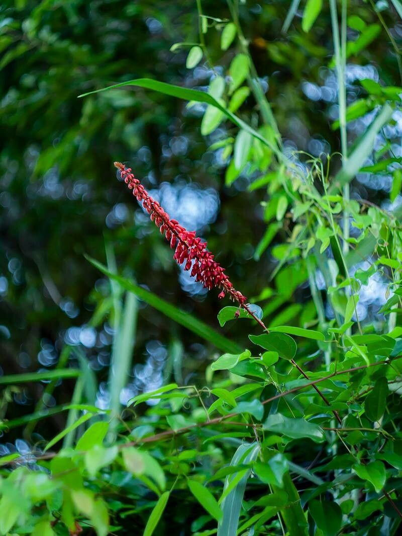 Lysiphyllum strychnifolium — houseplant care guide