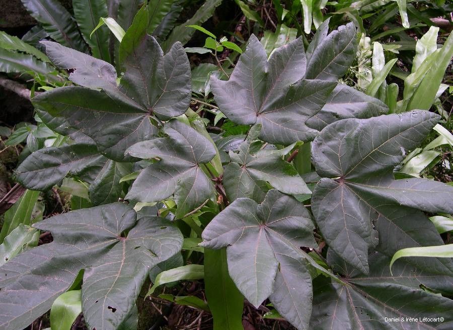 Acropogon calcicola habit