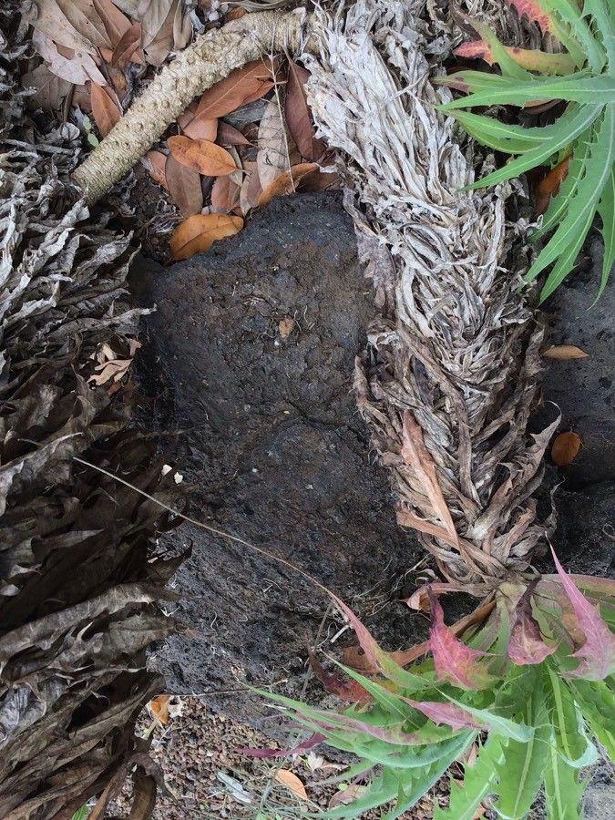 Sonchus platylepis bark