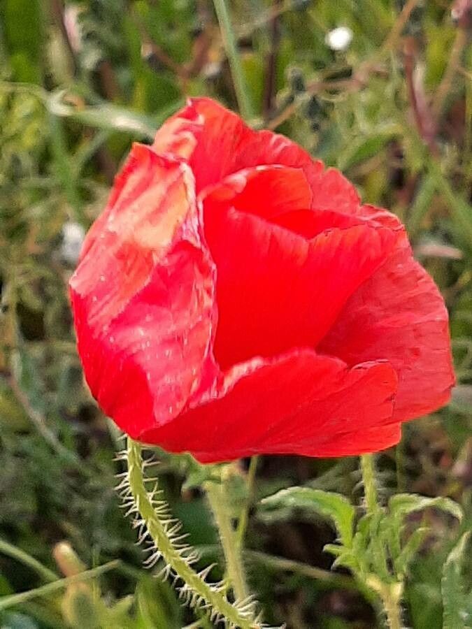 Papaver pseudoorientale flower