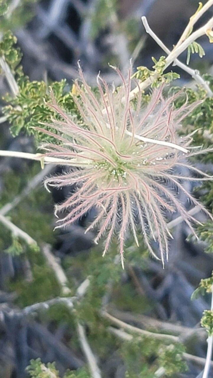Fallugia paradoxa fruit