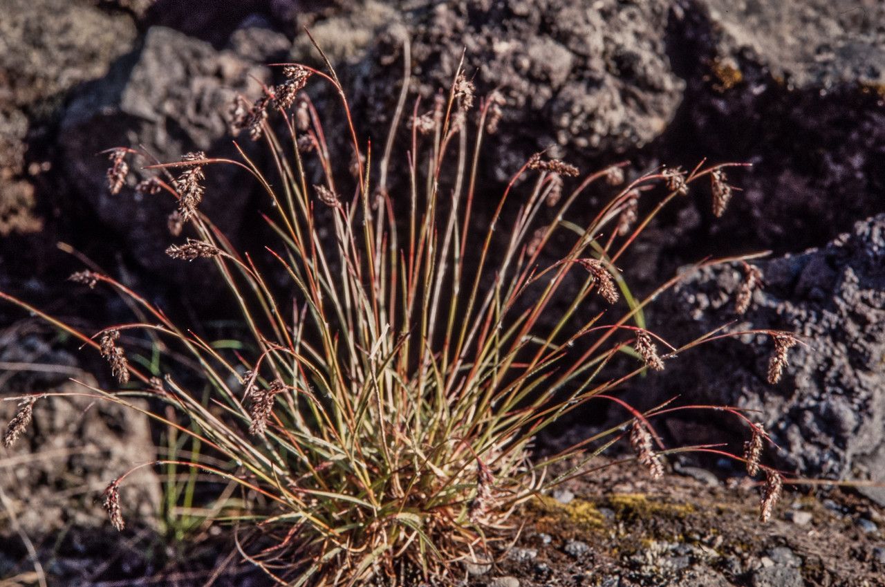 Luzula spicata flower