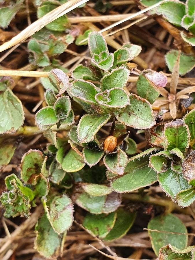 Dyschoriste radicans fruit