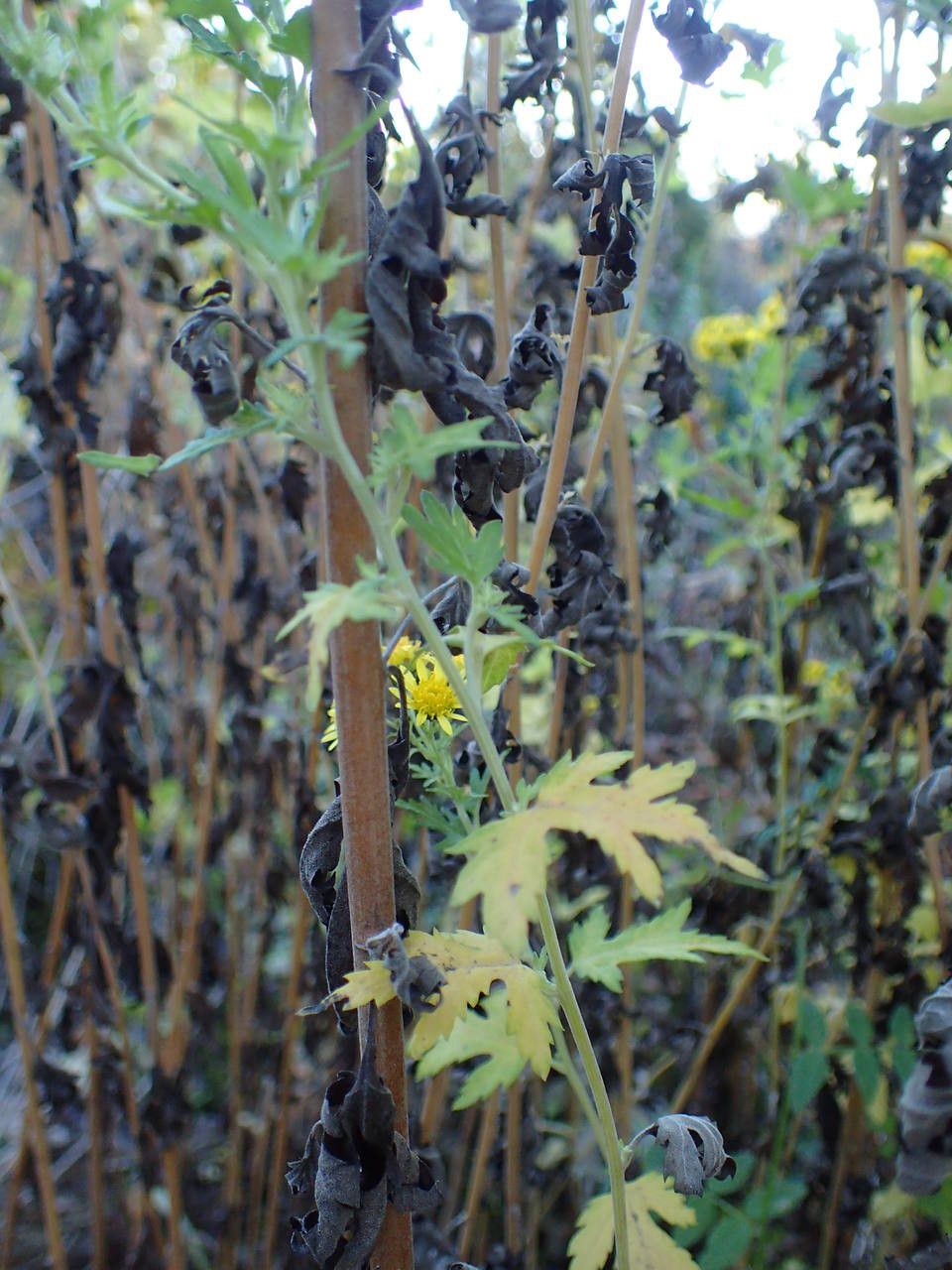 Dendranthema lavandulifolium habit