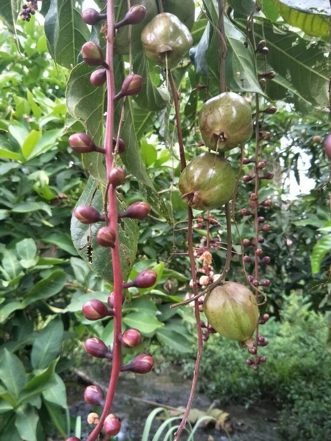 Barringtonia racemosa fruit