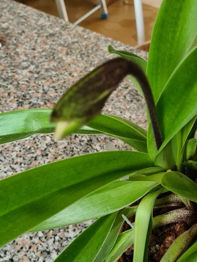 Paphiopedilum spp.