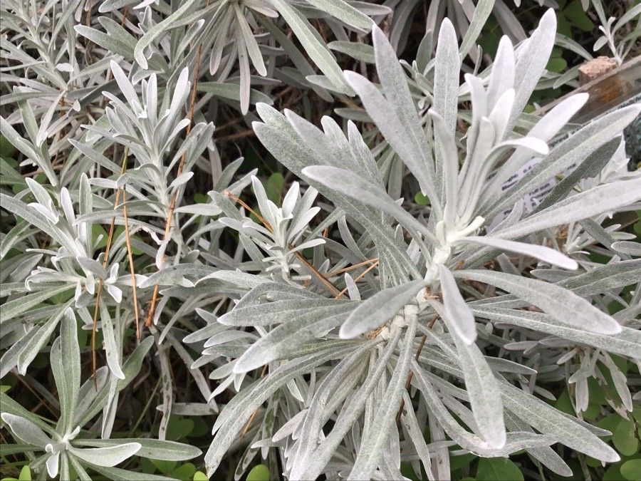 Helichrysum panormitanum — search result for 'Helichrysum'