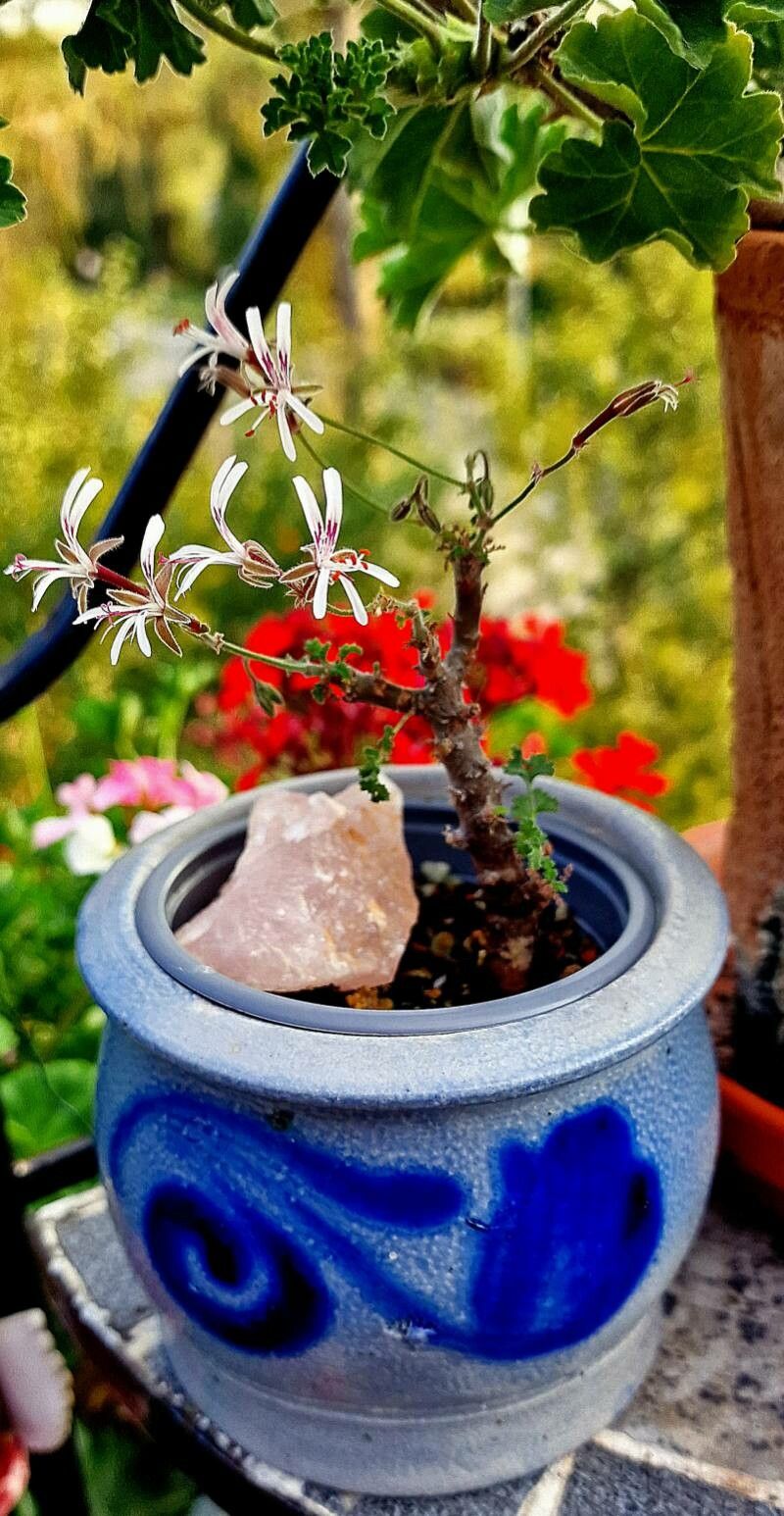 Pelargonium alternans flower