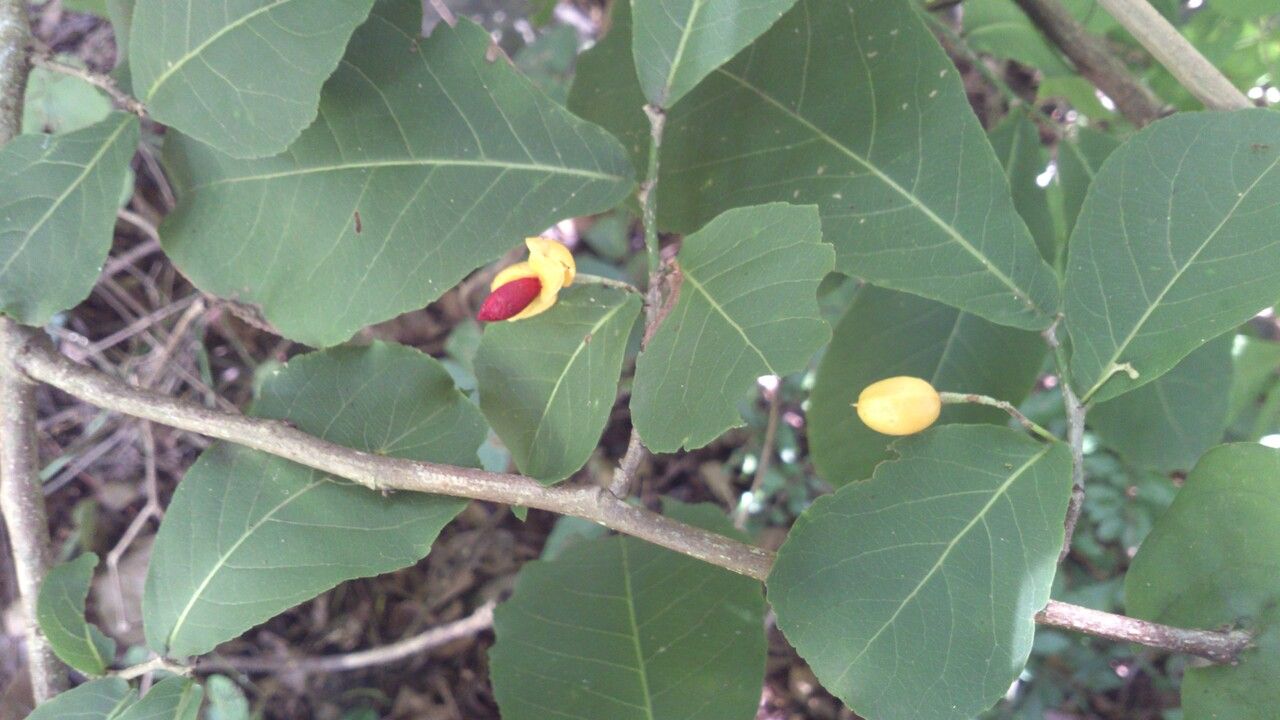 Casearia corymbosa — houseplant care guide