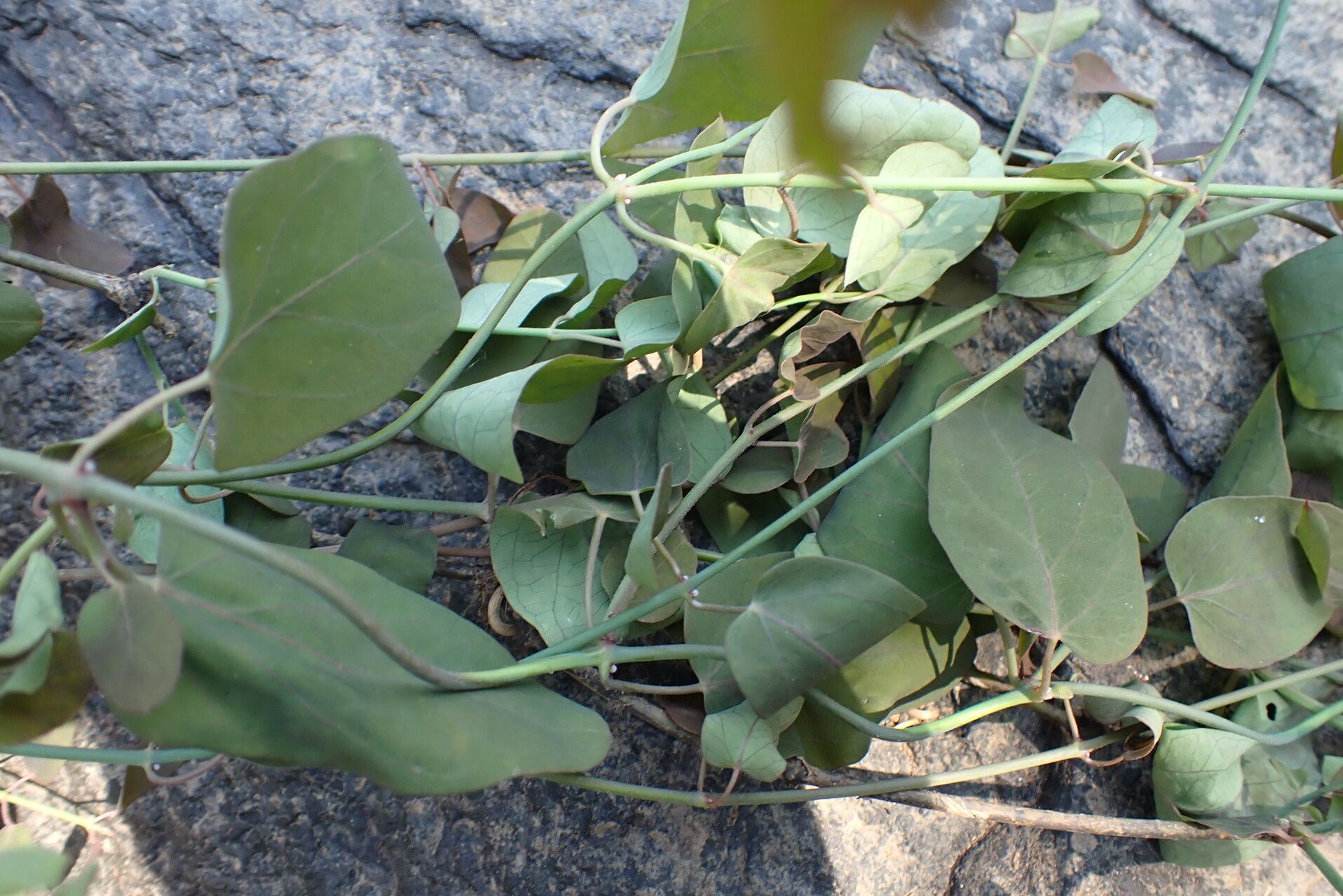 Oxystelma bornouense habit