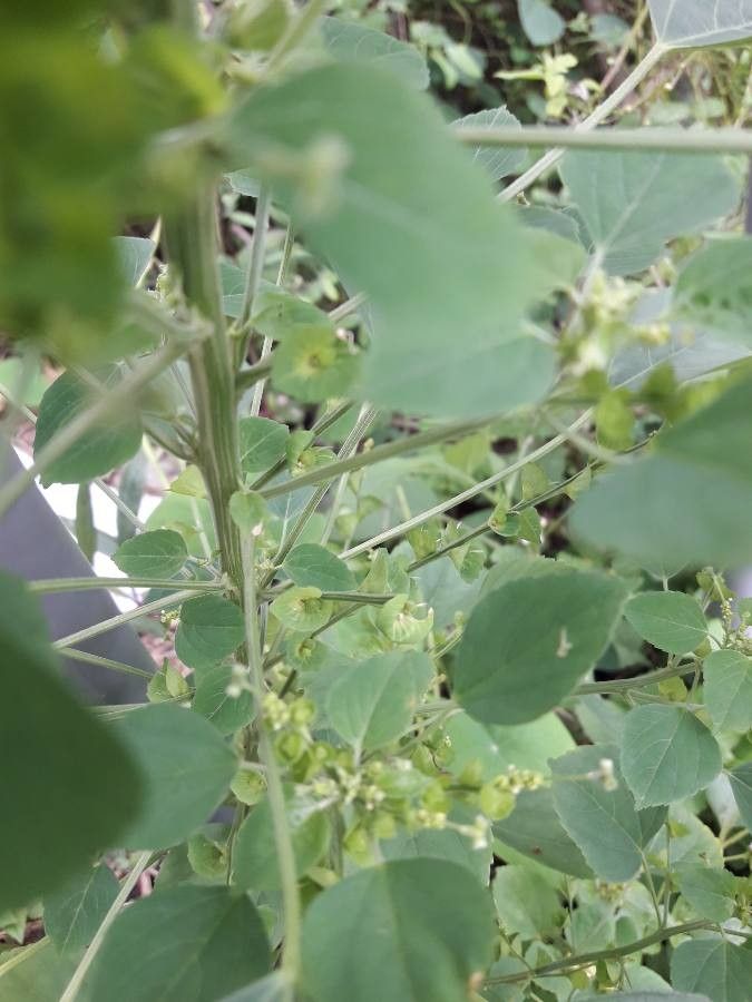 Acalypha indica bark
