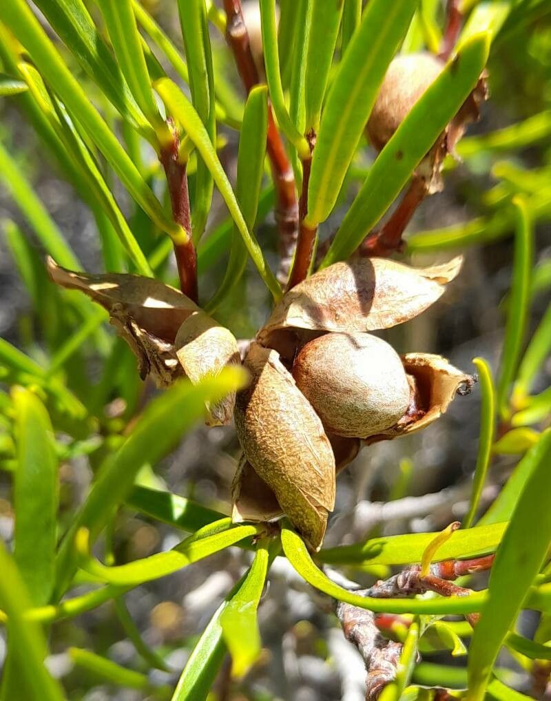 Colliguaja integerrima fruit