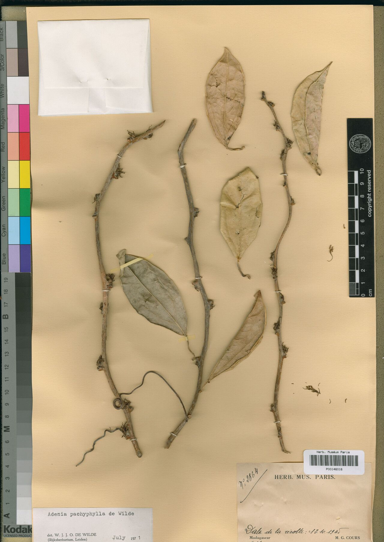 Adenia pachyphylla — houseplant care guide