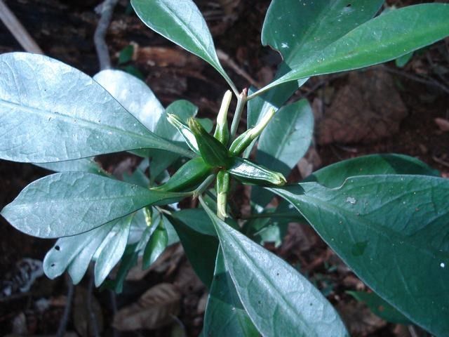 Psychotria macroglossa habit