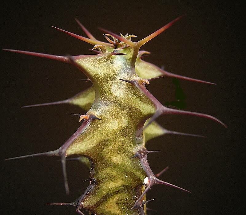 Euphorbia dauana — houseplant care guide