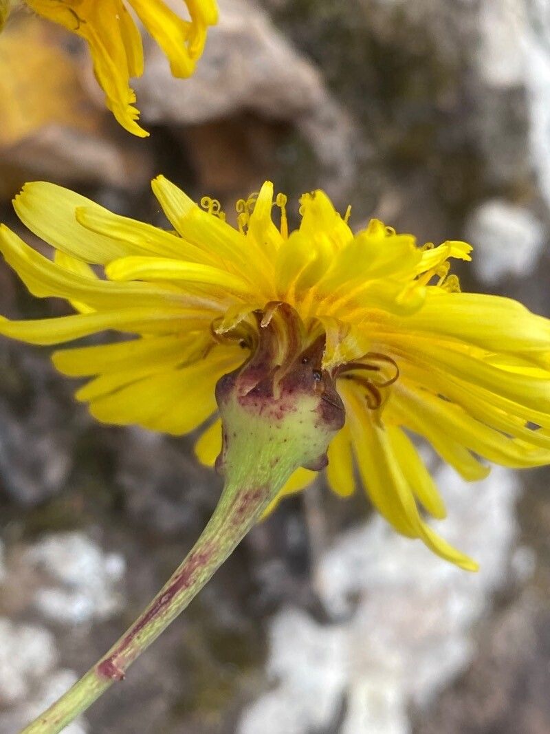 Sonchus ustulatus flower