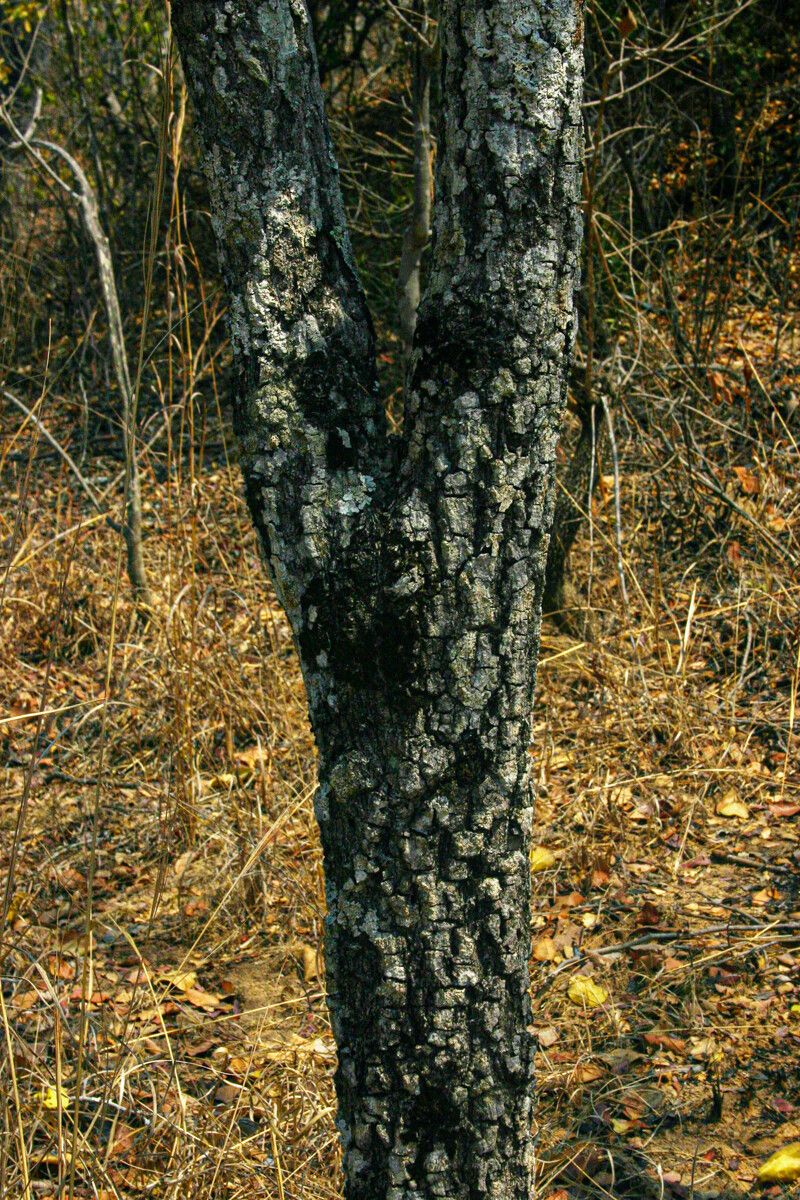 Diospyros kirkii bark