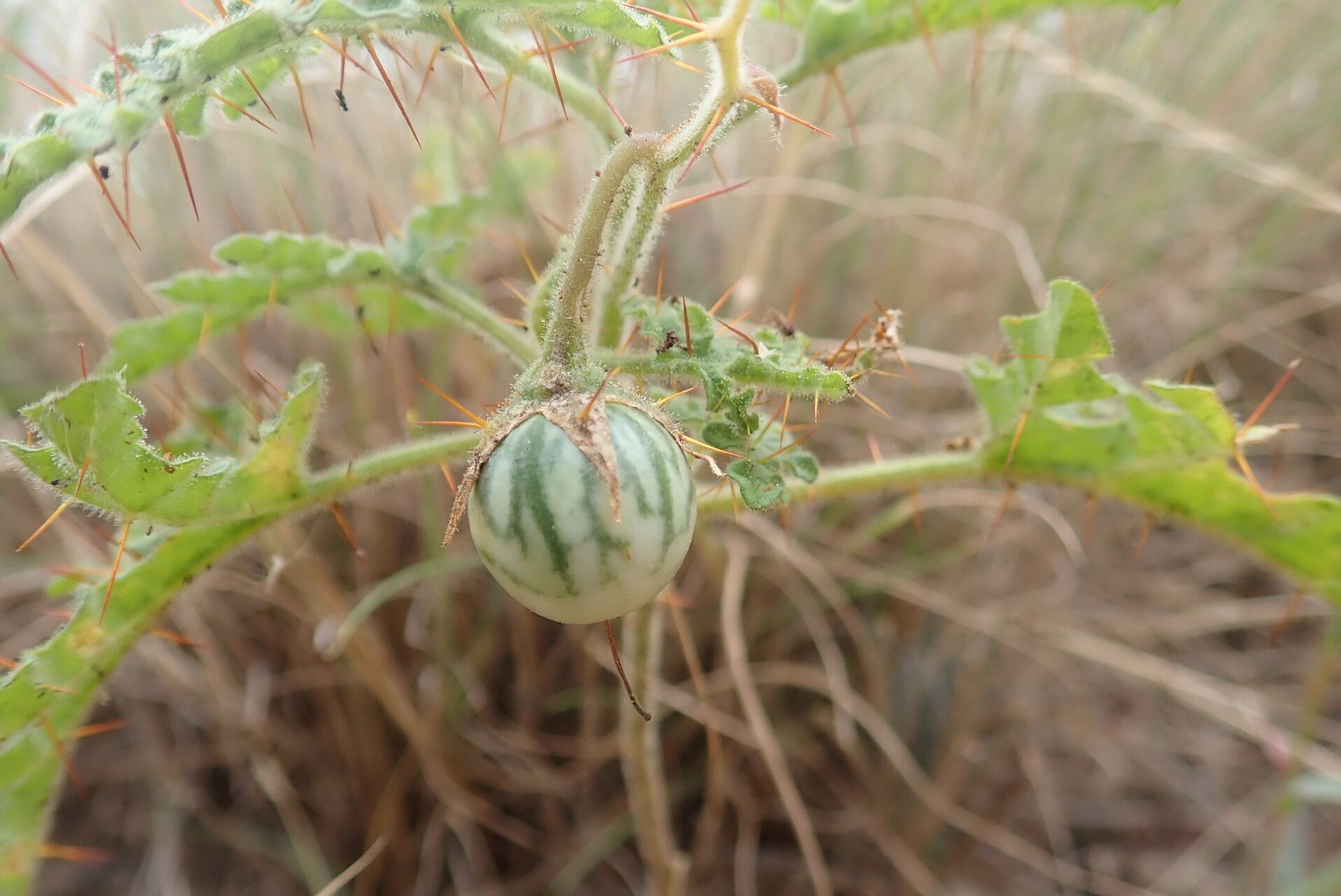 Solanum adenophorum fruit