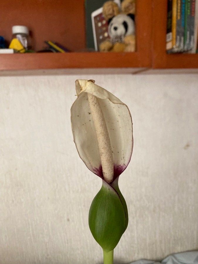 Xanthosoma mexicanum flower