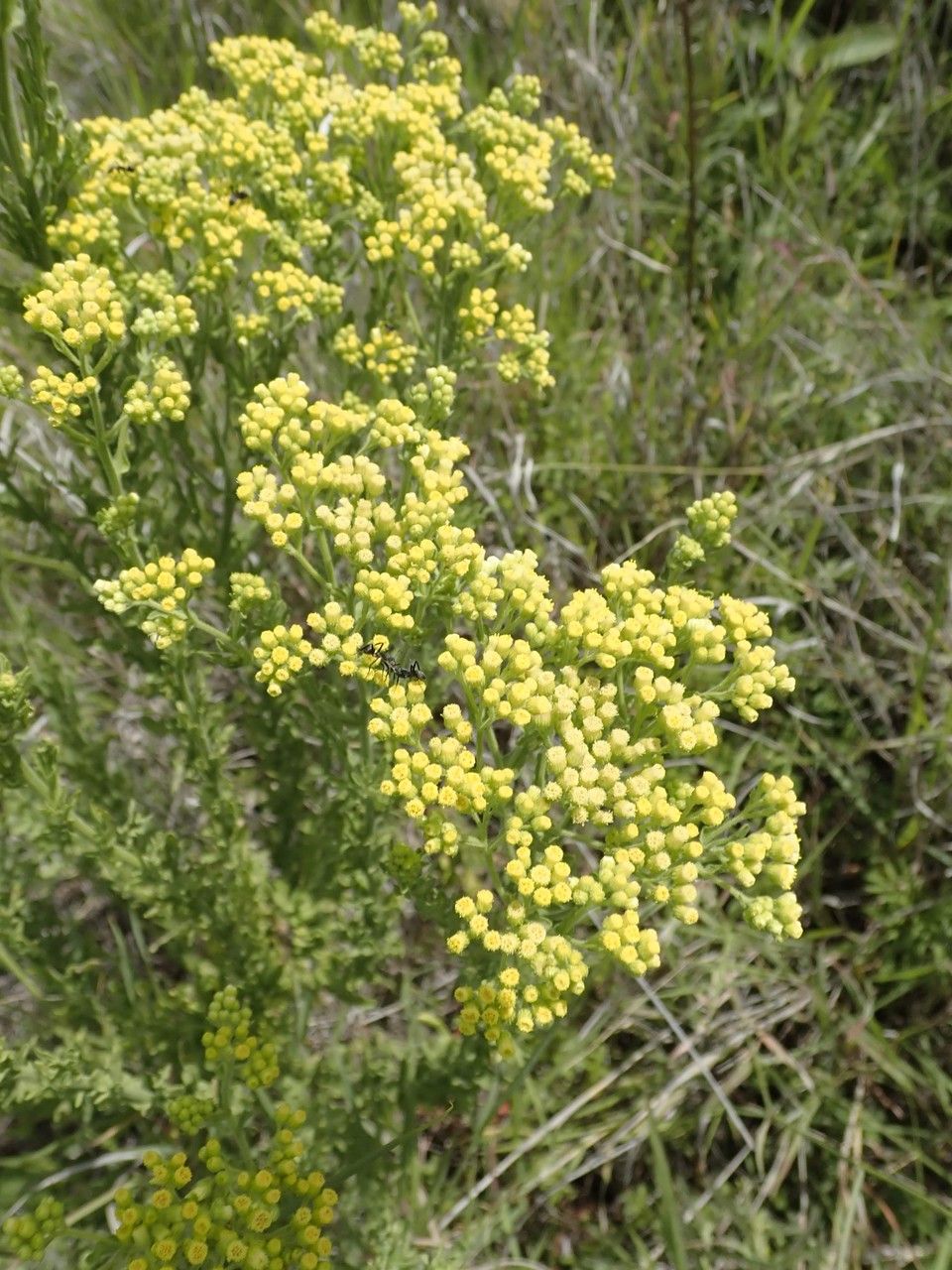 Conyza schimperi other