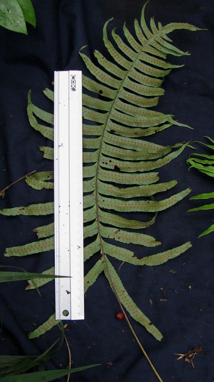 Serpocaulon falcaria other