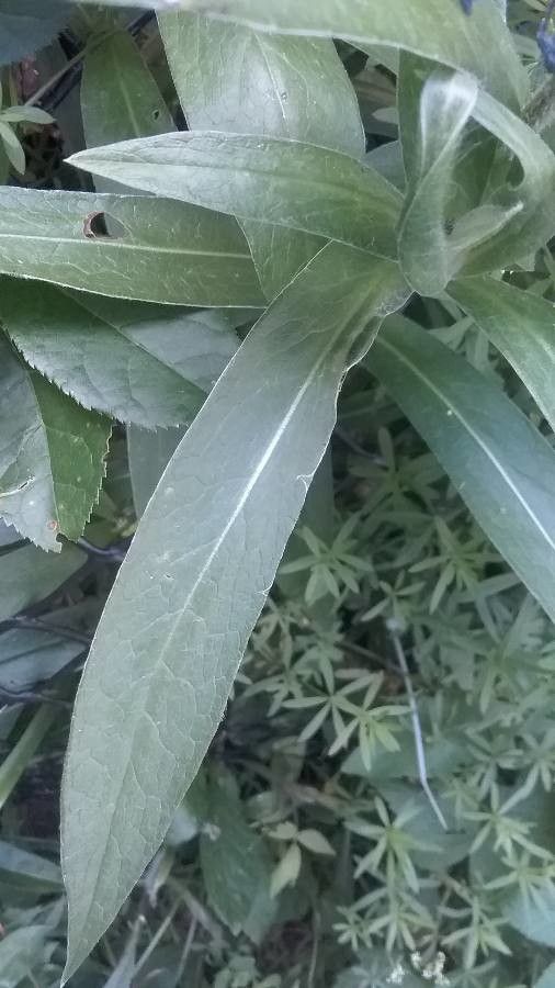 Centaurea montana leaf