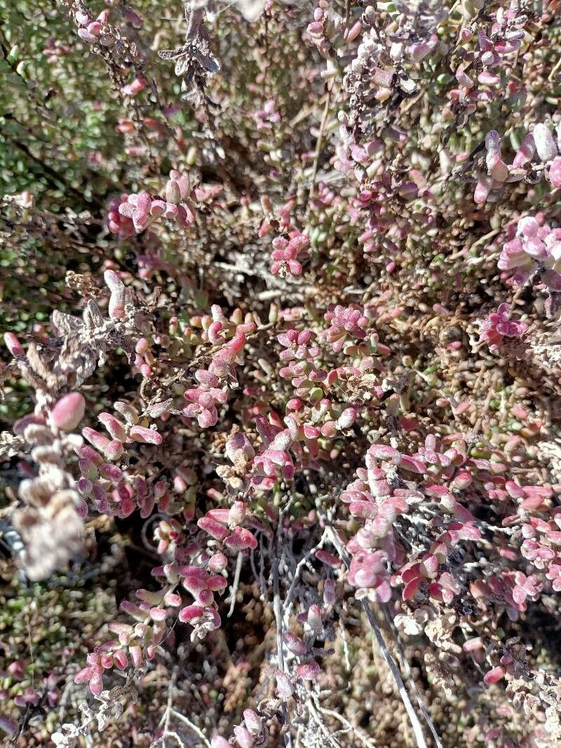 Suaeda vermiculata flower