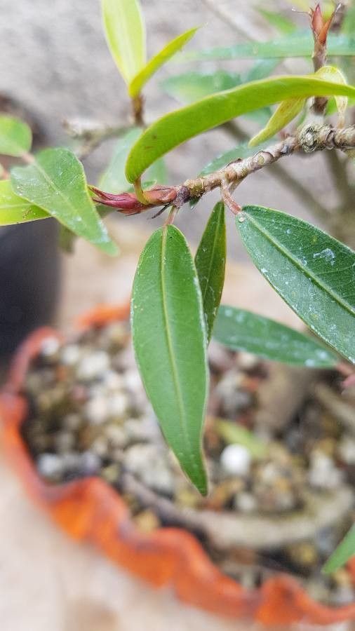 Xylopia crinita — search result for 'Xylopia'